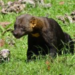 Cabeza de mate o "Tyra"